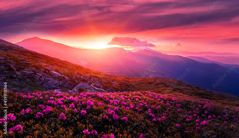 Fabulous colorful Scenery in mountains during sunset. Amazing nature landscape with picturesque sky and blossoming hills with pink rhododendron flowers on foreground. Gorgeous natural background.