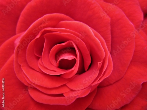 red rose macro