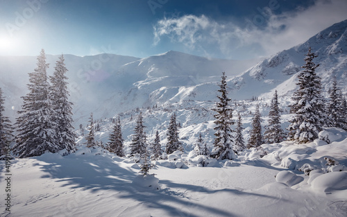 Wonderful wintery Scenery in sunny day. Winter landscape with snow capped mountain under sunlight. Popular hiking and travel place. Winter wonderland. stunning nature background. Carpathian mountains.