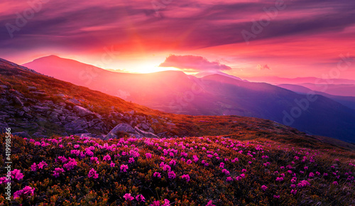 Fabulous colorful Scenery in mountains during sunset. Amazing nature landscape with picturesque sky and blossoming hills with pink rhododendron flowers on foreground. Gorgeous natural background.