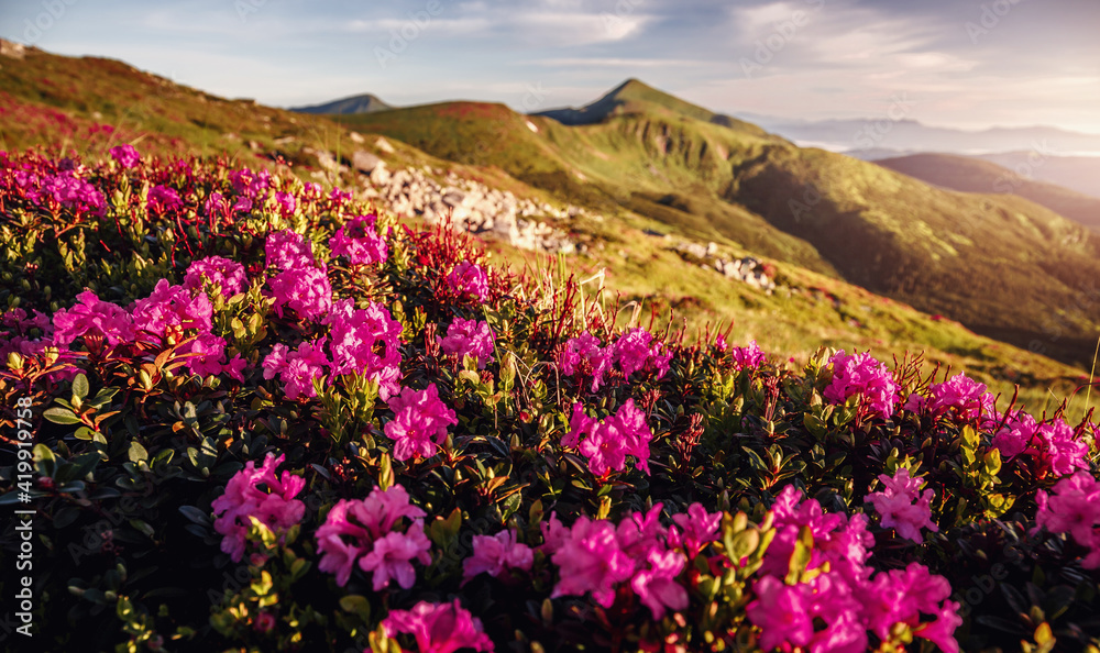 Wonderful morning alpine scenery Beautiful view on purple flowers rhododendron on summer highlands, Landscape of wild area, Amazing nature scenery. Carpathian mountains. small depth of field