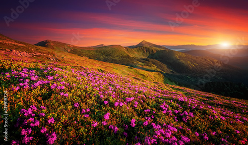 Mountains under mist during sunset. Scenic image of fairy-tale Landscape with Pink rhododendron flowers and colorful sky under sunlit  over the Majestic Rocky Peacks. Picture of wild area