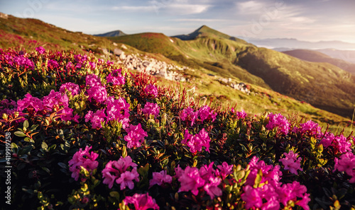 Wonderful morning alpine scenery Beautiful view on purple flowers rhododendron on summer highlands  Landscape of wild area  Amazing nature scenery. Carpathian mountains. small depth of field