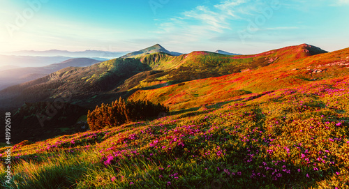 Fototapeta Naklejka Na Ścianę i Meble -  Scenic sunny landscape at sunrise. Mountain hills in fog illuminated with warm morning sunlight. Stunning summer  Nature scenery in Carpathian mountains. wildflowers and hills. Picture of wild area