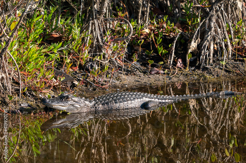 alligator sunning 
