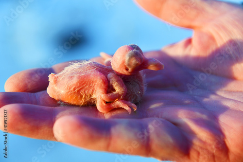 A newborn pigeon chick lies in the palm of a man. Orangevo - the yellow cub is still blind. Illuminated by the setting sun.