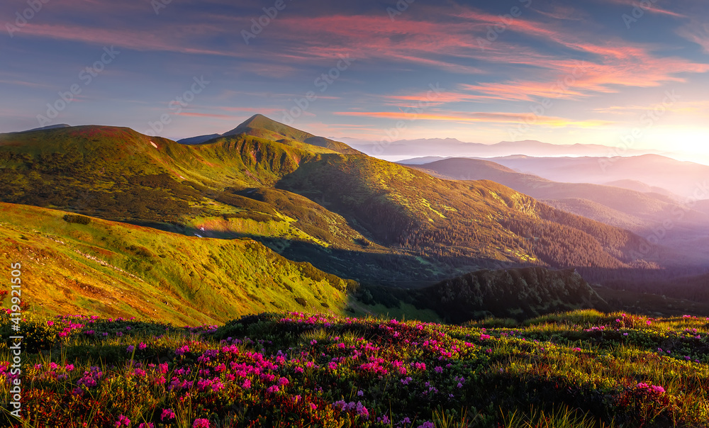 Fototapeta premium Mountains under mist during sunset. Scenic image of fairy-tale Landscape with Pink rhododendron flowers and colorful sky under sunlit, over the Majestic Rocky Peacks. Picture of wild area