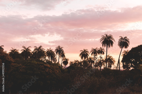 Purple Sunset with palm trees in the background 