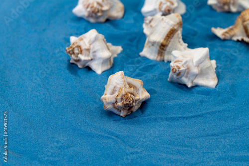 Shells On Blue Sand
