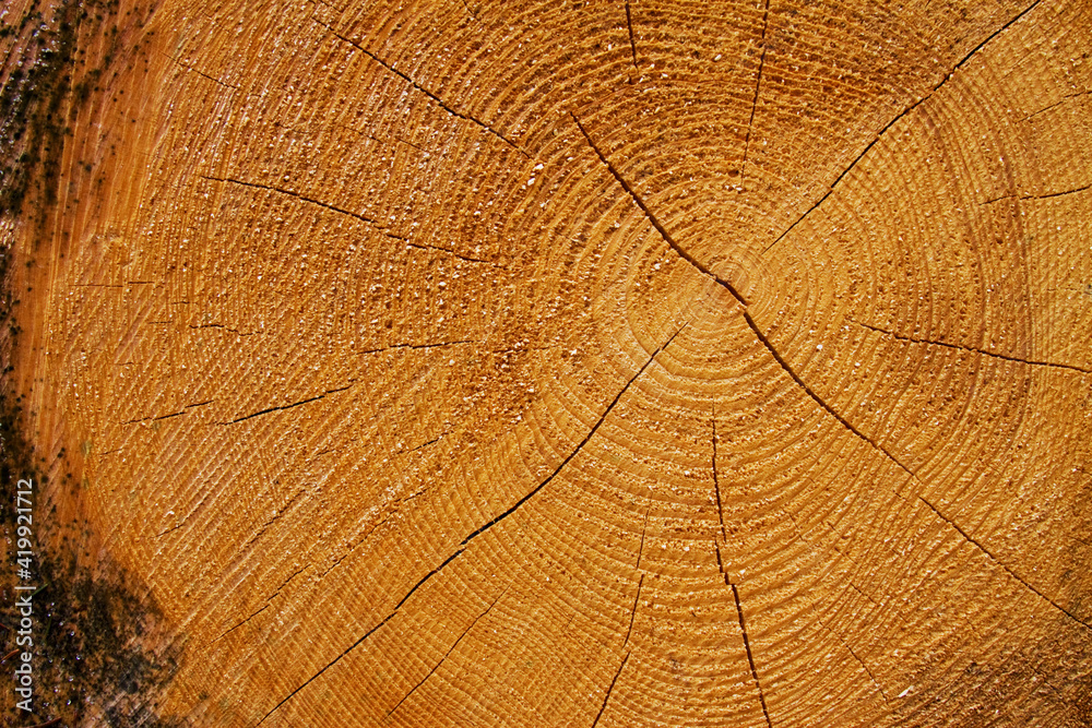 Fototapeta premium annual rings