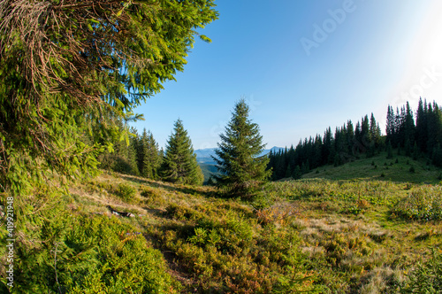 alpine pine in the landscapes of the mountains on a sunny day