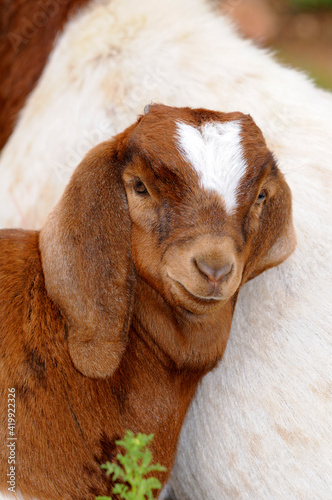 Goat Kid Looking Forclose Contact With Mother photo