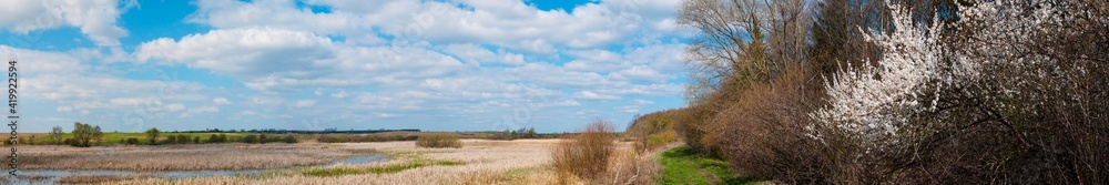 Extremely wide panorama. Cherries - It grows and blooms with pink flowers on a warm sunny day near the pond Extremely wide panorama. Cherries - It grows and blooms with pink flowers on a warm sunny day near the pond