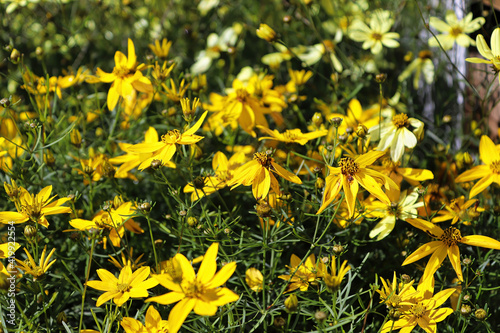 Side view of tickseed flowers in a tight flowerbed photo