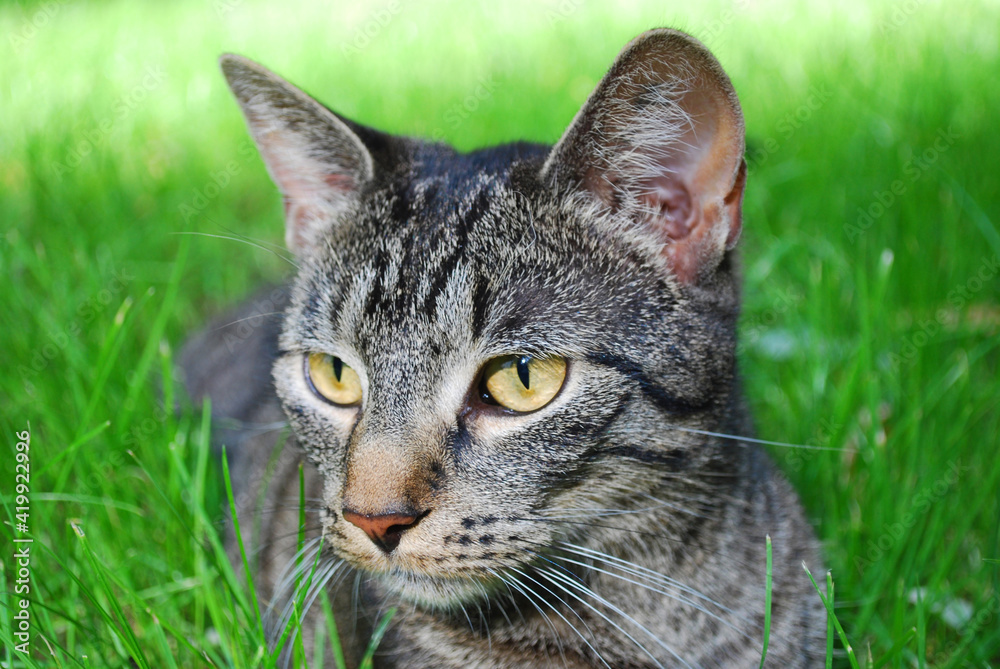 young tabby cat lying on the grass with shallow green background