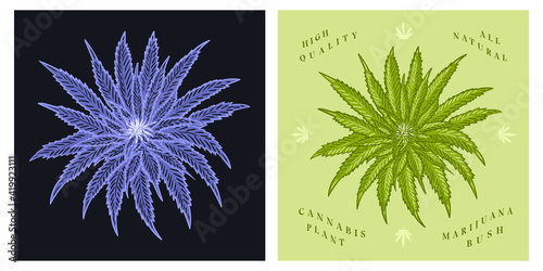 Cannabis marijuana bush plant vintage retro background