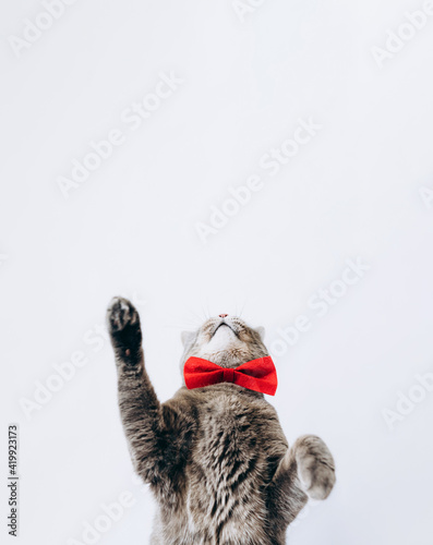 waist up of a grey cat with a red bow tie around its neck.Plays or catches something on a light background.copy space.animal background.The concept of holidays.Pet Store poster design, postcard