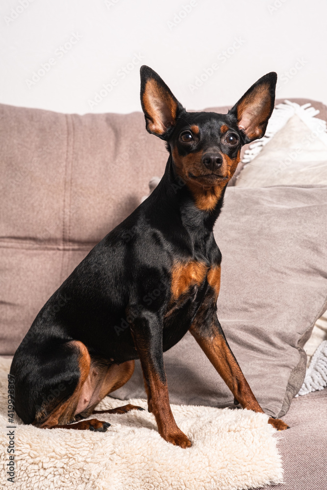Miniature Pinscher dog with big ears sitting on couch and posing