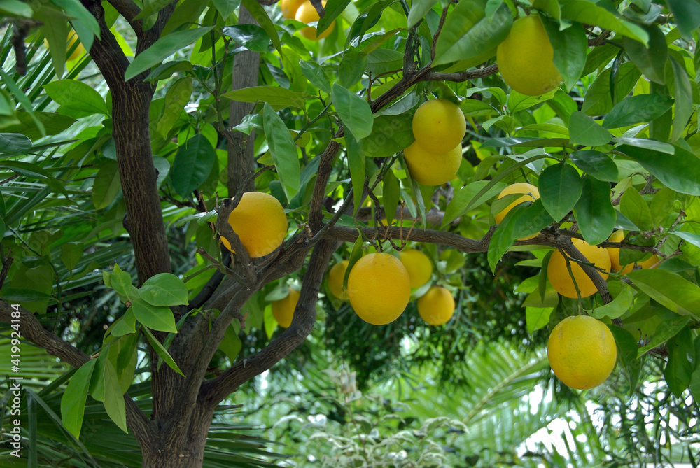 Oranges, Citrus sinensis, on an orange tree