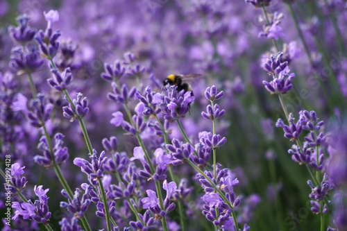 Lavender field in macro. Lavender flowers in the field. Bee on lavender flower