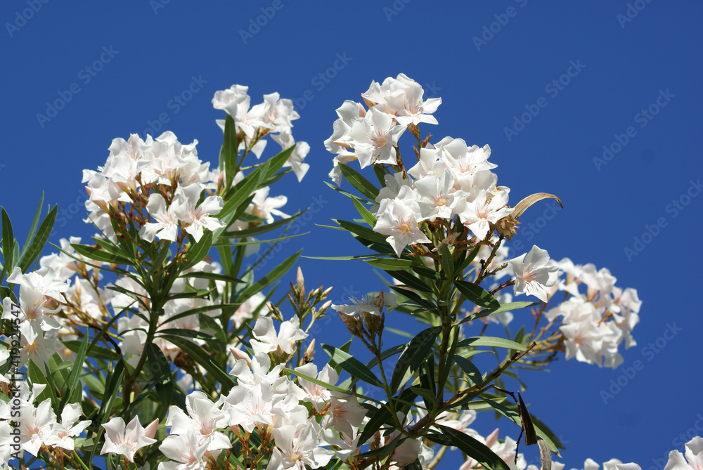 Oleander