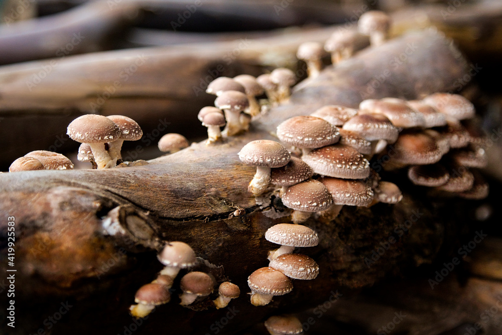 Shiitake on wooden logs 2 Shiitake on wooden logs 2