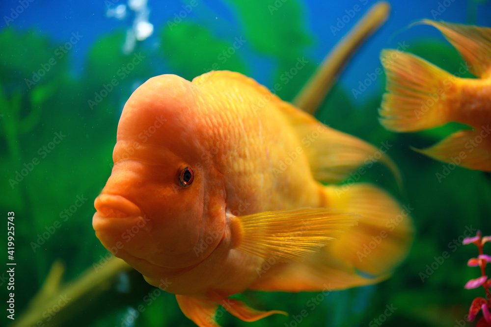 Big Cichlasoma labiatum fish swims in an aquarium. (Amphilophus Labiatus) Big Cichlasoma labiatum fish swims in an aquarium. (Amphilophus Labiatus)