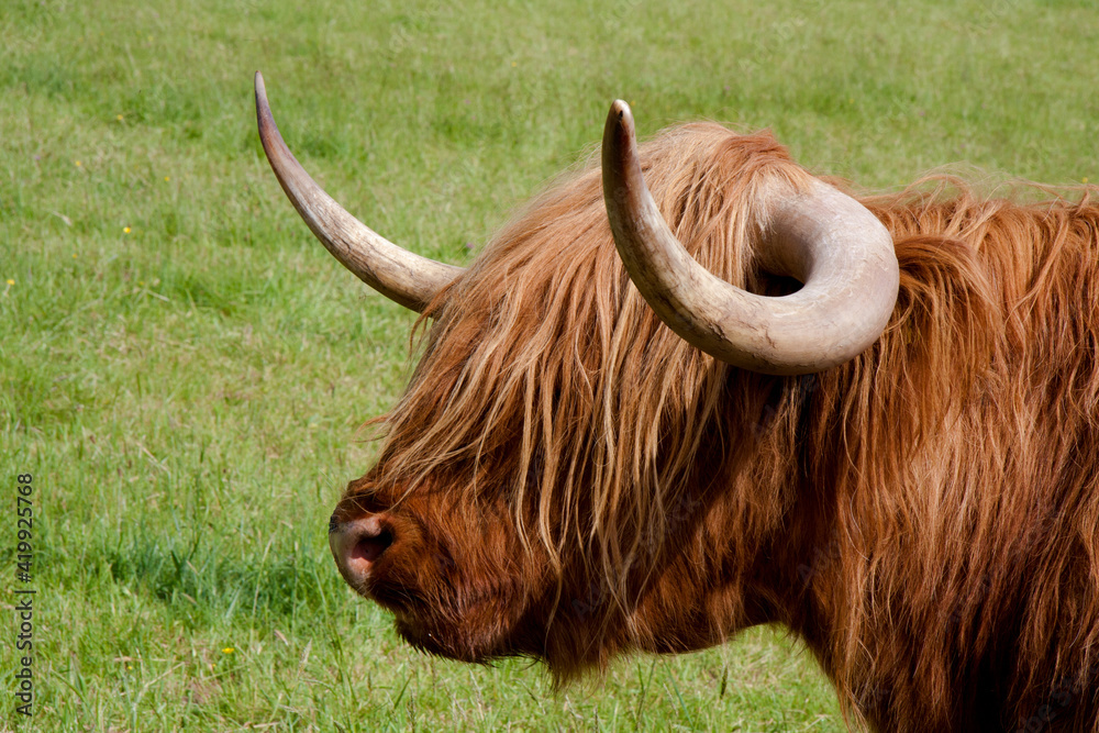 Highland cattle Highland cattle