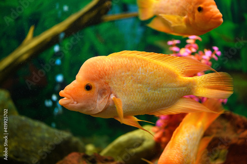 Big Cichlasoma labiatum fish swims in an aquarium. (Amphilophus Labiatus)