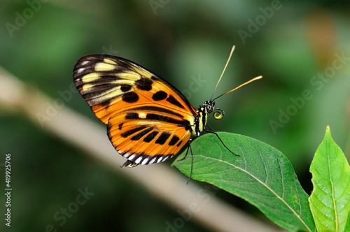 Heliconius Xanthocles, Nymphalidae photo