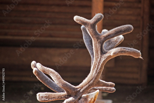 Fotografija Elk antlers