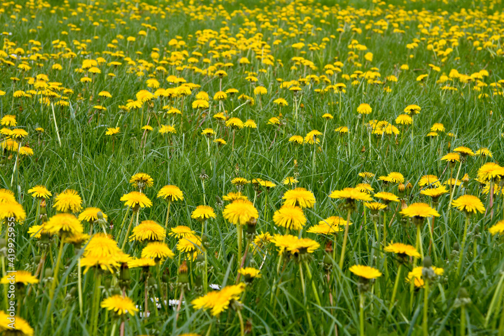 Dandelion meadow