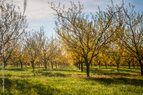Verger de mirabelliers en Lorraine en automne photo