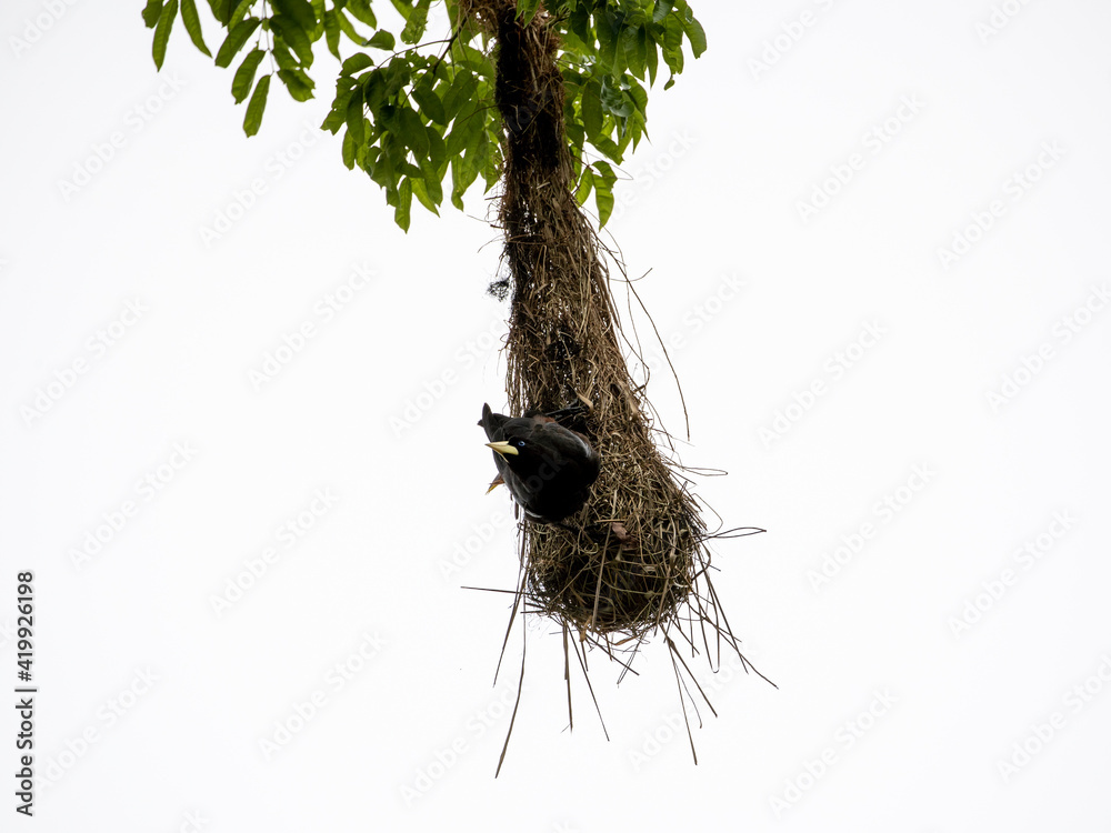 Ein Grosser Webervogel frontal an seinem hängenden Nest Ein Grosser Webervogel frontal an seinem hängenden Nest