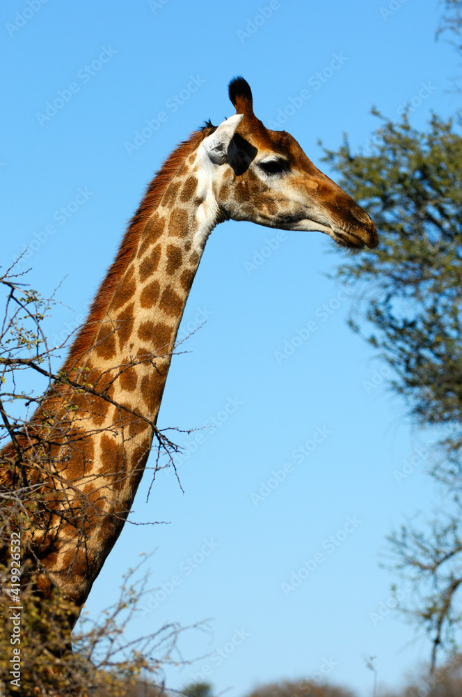 Obraz premium Giraffe, Africa