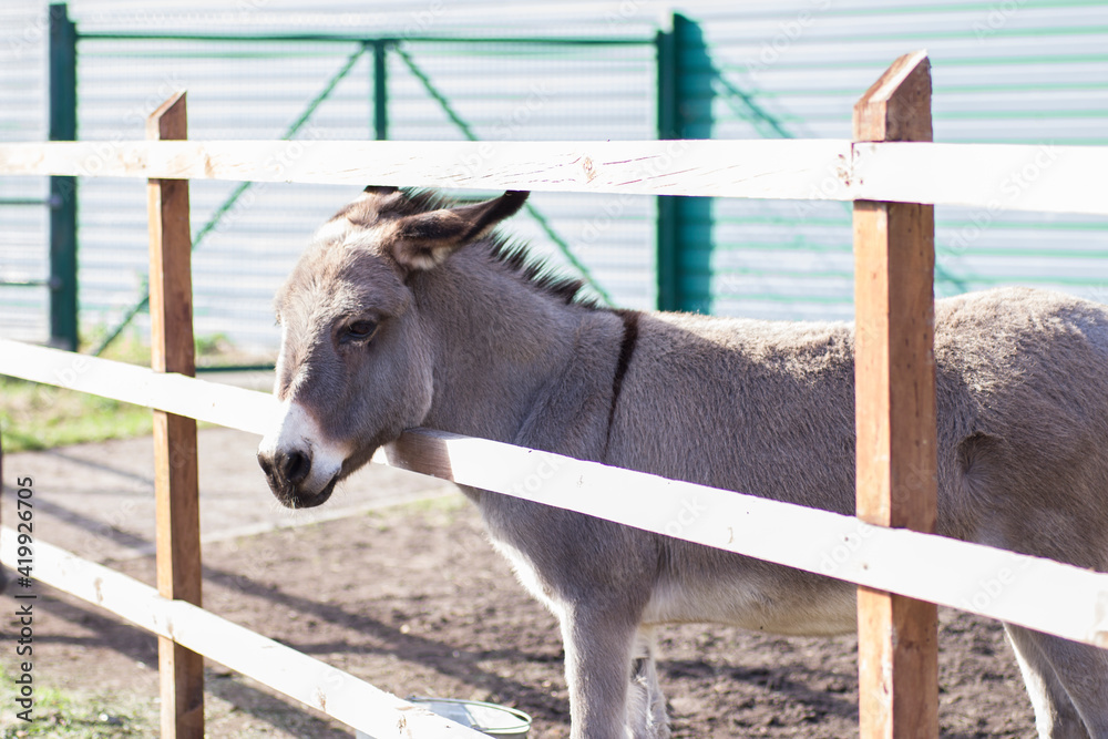 Fototapeta premium A beautiful donkey stands peeping out from behind a wooden fence
