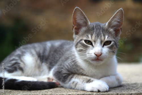 Portrait of a young house cat (alley cat, domestic cat) with a white and gray coat, lying on a stone.