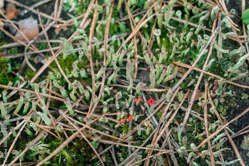 cladonia with red apothecia closeup cladonia with red apothecia closeup