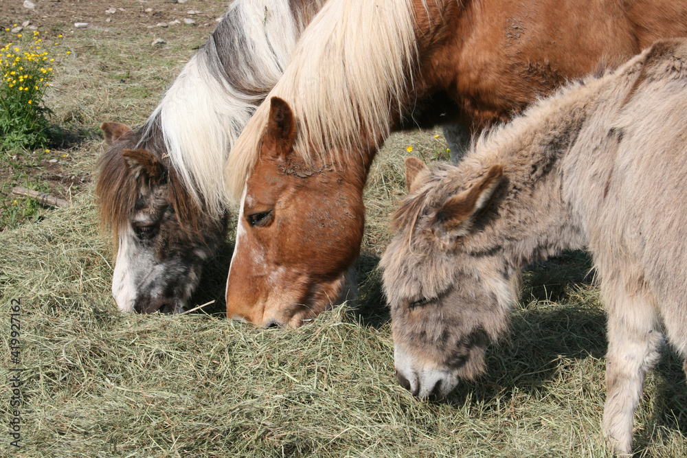 Two Ponys And A Donkey
