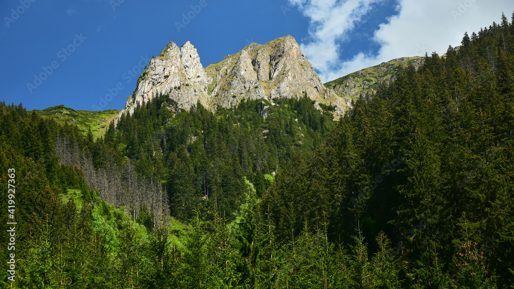 A sharp limestone crag lighted by the sun rises above a wild pine forest. Fagaras Mountains, Carpathia, Romania.