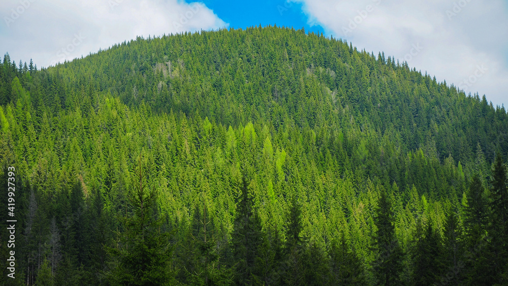 Green Spruce and fir forests on a hill. Forested and wild mountainsides of Capatanii Mountains. Carpathia, Romania.
Green Spruce and fir forests on a hill. Forested and wild mountainsides of Capatanii Mountains. Carpathia, Romania.