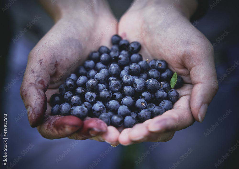 Handful of freshly picked blueberries in palms Handful of freshly picked blueberries in palms