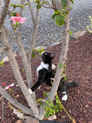 cat n the tree