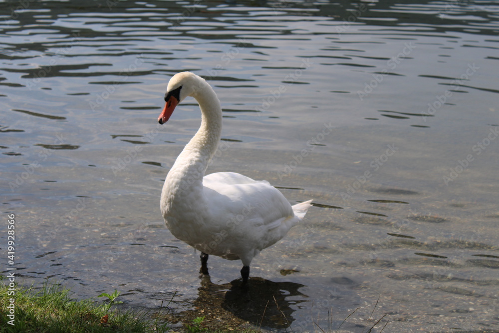 Fototapeta premium swan on the lake