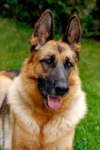 German shepherd dog © Stockfotos