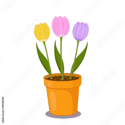 Tulip flowers in a clay pot on white background. Spring plants illustration