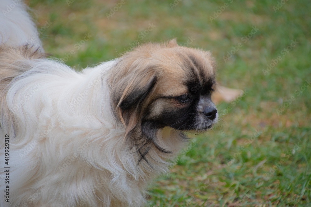 Purebred Tibetan Spaniel dog outdoors in the nature on grass meadow on a summer day.