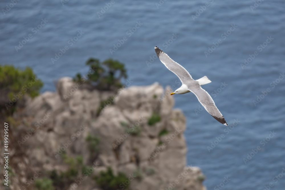 Seagull flying over the blue sea. Seagull flying at the Faraglioni cliffs on island of Capri, Tyrrhenian Sea, Italy Seagull flying over the blue sea. Seagull flying at the Faraglioni cliffs on island of Capri, Tyrrhenian Sea, Italy