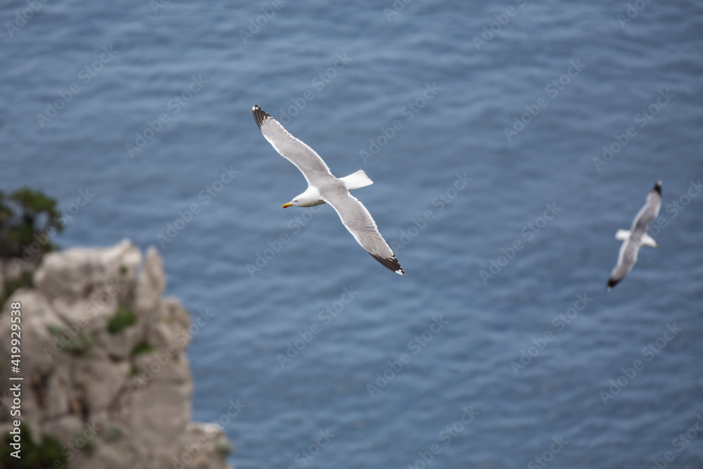 Large white water birds flying over the blue sea. Seagulls flying at the Faraglioni cliffs on island of Capri, Tyrrhenian Sea, Italy Large white water birds flying over the blue sea. Seagulls flying at the Faraglioni cliffs on island of Capri, Tyrrhenian Sea, Italy