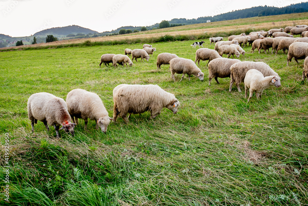 Herd of sheep on beautiful mountain meadow. Grywałd, Pieniny, Poland. Picturesque landscape background on mountainous terrain.